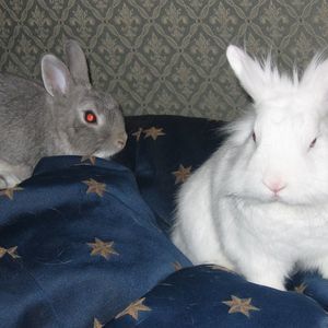 Meet your Posher, Noel